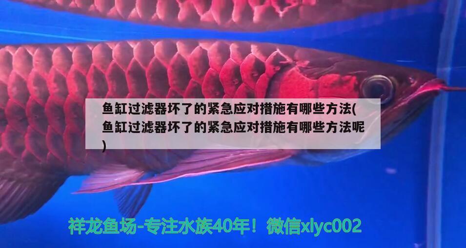 魚缸過濾器壞了的緊急應(yīng)對(duì)措施有哪些方法(魚缸過濾器壞了的緊急應(yīng)對(duì)措施有哪些方法呢)