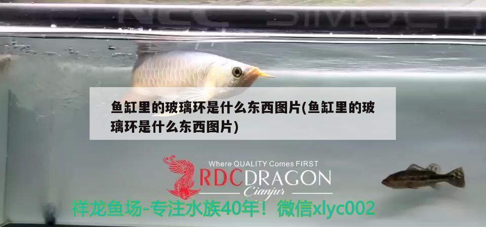 魚(yú)缸里的玻璃環(huán)是什么東西圖片(魚(yú)缸里的玻璃環(huán)是什么東西圖片) 魚(yú)缸/水族箱