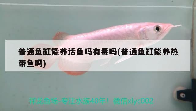 普通魚(yú)缸能養(yǎng)活魚(yú)嗎有毒嗎(普通魚(yú)缸能養(yǎng)熱帶魚(yú)嗎) 溫控設(shè)備