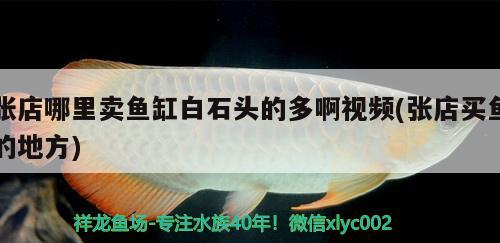 張店哪里賣魚缸白石頭的多啊視頻(張店買魚的地方)