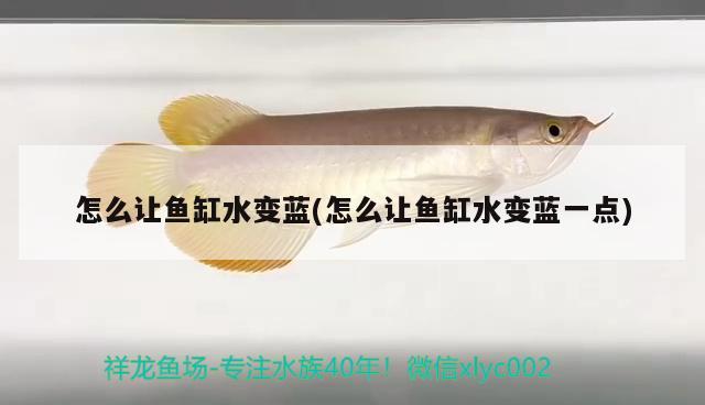 怎么讓魚(yú)缸水變藍(lán)(怎么讓魚(yú)缸水變藍(lán)一點(diǎn))