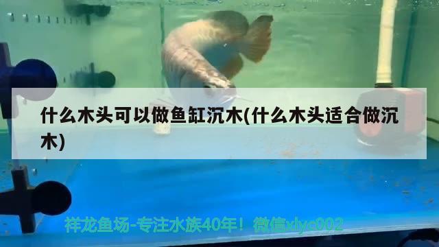 什么木頭可以做魚(yú)缸沉木(什么木頭適合做沉木)