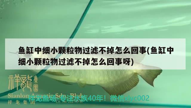 魚缸中細小顆粒物過濾不掉怎么回事(魚缸中細小顆粒物過濾不掉怎么回事呀) 國產(chǎn)元寶鳳凰魚