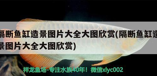 隔斷魚缸造景圖片大全大圖欣賞(隔斷魚缸造景圖片大全大圖欣賞) 野生地圖魚