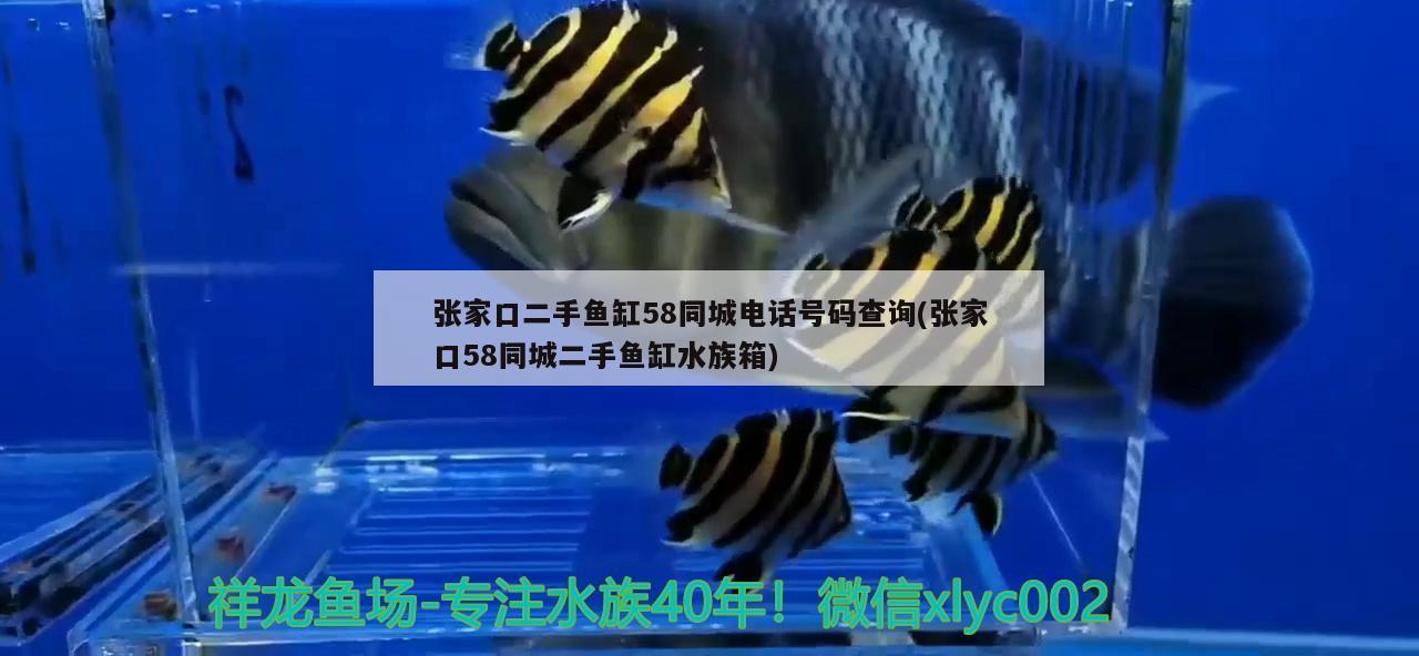 張家口二手魚(yú)缸58同城電話號(hào)碼查詢(張家口58同城二手魚(yú)缸水族箱) 魚(yú)缸/水族箱