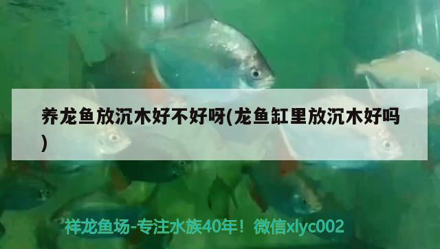 養(yǎng)龍魚放沉木好不好呀(龍魚缸里放沉木好嗎)