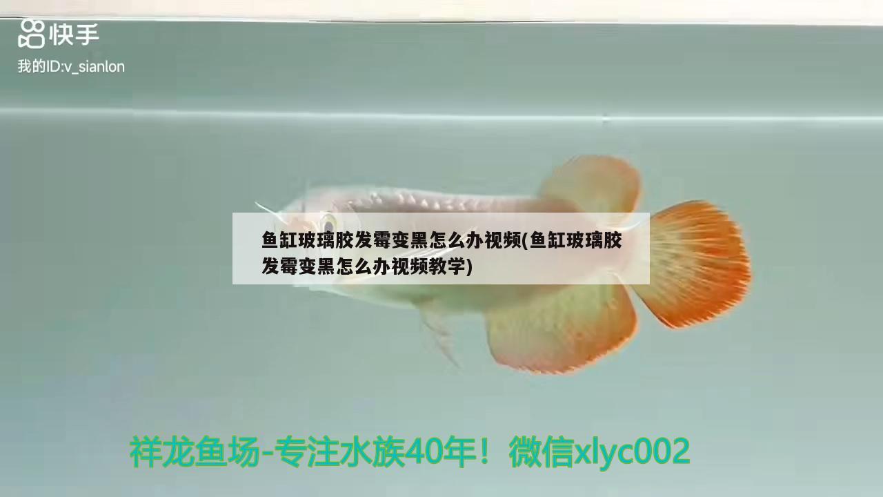 魚(yú)缸玻璃膠發(fā)霉變黑怎么辦視頻(魚(yú)缸玻璃膠發(fā)霉變黑怎么辦視頻教學(xué)) 一眉道人魚(yú)苗