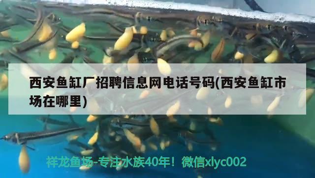 西安魚缸廠招聘信息網(wǎng)電話號(hào)碼(西安魚缸市場在哪里) 鴨嘴鯊魚