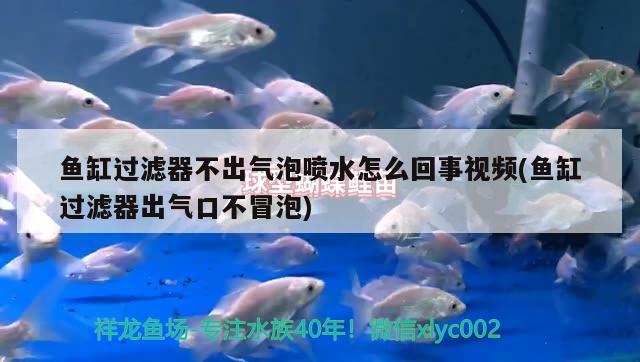 魚缸過濾器不出氣泡噴水怎么回事視頻(魚缸過濾器出氣口不冒泡) 水族雜談