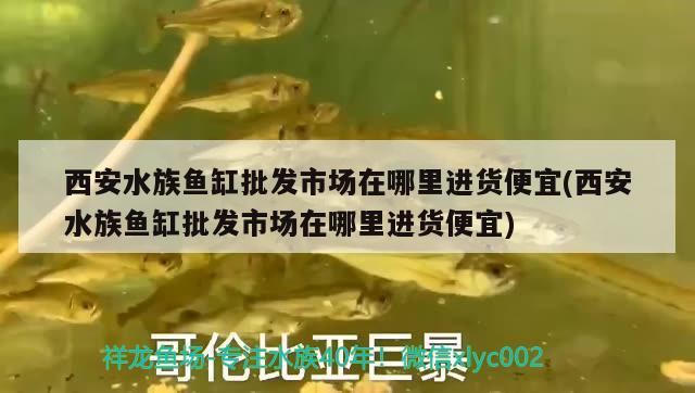 西安水族魚缸批發(fā)市場在哪里進貨便宜(西安水族魚缸批發(fā)市場在哪里進貨便宜)