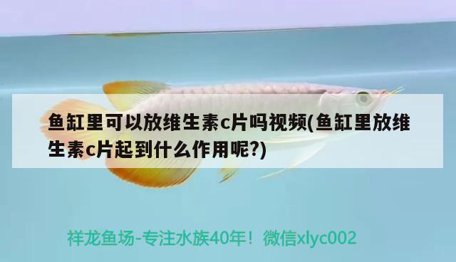 魚缸里可以放維生素c片嗎視頻(魚缸里放維生素c片起到什么作用呢?) 埃及神仙魚