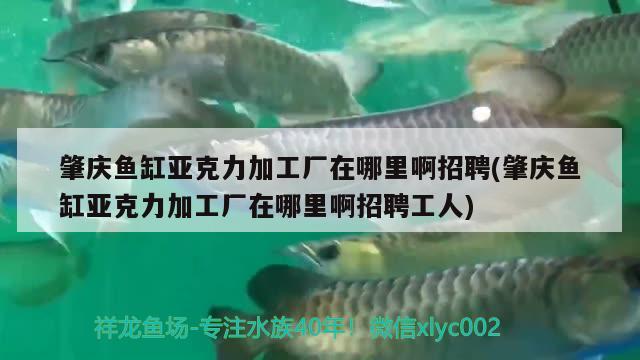 肇慶魚缸亞克力加工廠在哪里啊招聘(肇慶魚缸亞克力加工廠在哪里啊招聘工人) 奈及利亞紅圓點狗頭