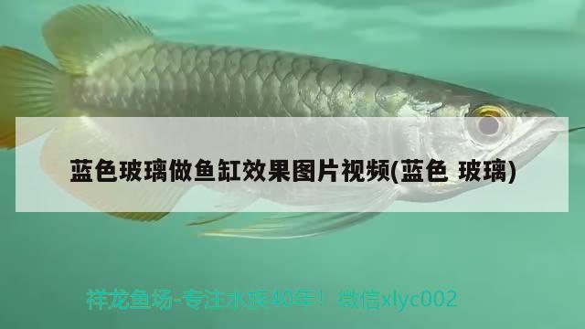 藍(lán)色玻璃做魚(yú)缸效果圖片視頻(藍(lán)色玻璃)