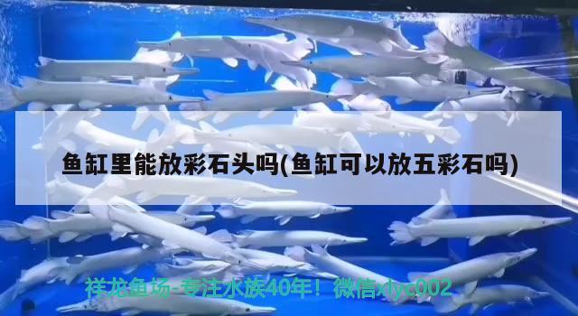 魚缸里能放彩石頭嗎(魚缸可以放五彩石嗎) 魚缸水質(zhì)穩(wěn)定劑