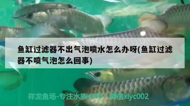 魚缸過濾器不出氣泡噴水怎么辦呀(魚缸過濾器不噴氣泡怎么回事)