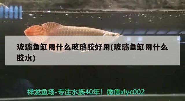 玻璃魚缸用什么玻璃膠好用(玻璃魚缸用什么膠水)