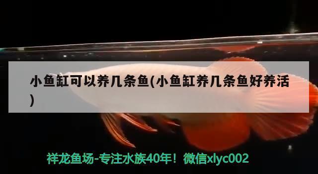 小魚缸可以養(yǎng)幾條魚(小魚缸養(yǎng)幾條魚好養(yǎng)活) 朱巴利魚苗