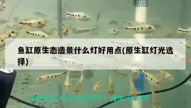 魚缸原生態(tài)造景什么燈好用點(原生缸燈光選擇) 水族品牌