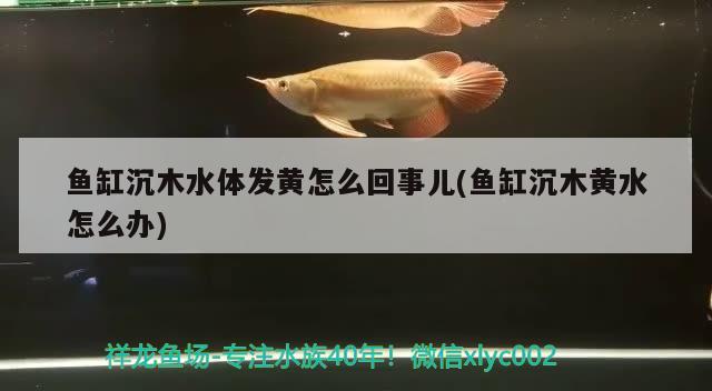 魚(yú)缸沉木水體發(fā)黃怎么回事兒(魚(yú)缸沉木黃水怎么辦) 白子黃化銀龍魚(yú)