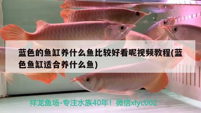 藍(lán)色的魚(yú)缸養(yǎng)什么魚(yú)比較好看呢視頻教程(藍(lán)色魚(yú)缸適合養(yǎng)什么魚(yú)) 養(yǎng)魚(yú)知識(shí)