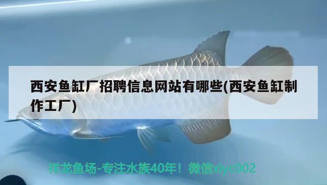 西安魚缸廠招聘信息網(wǎng)站有哪些(西安魚缸制作工廠) iwish愛唯希品牌魚缸