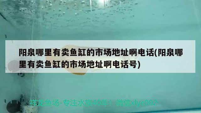 陽泉哪里有賣魚缸的市場地址啊電話(陽泉哪里有賣魚缸的市場地址啊電話號) 帝王血鉆魚