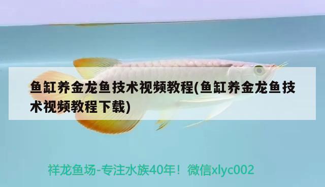 魚缸養(yǎng)金龍魚技術(shù)視頻教程(魚缸養(yǎng)金龍魚技術(shù)視頻教程下載) 赤荔鳳冠魚