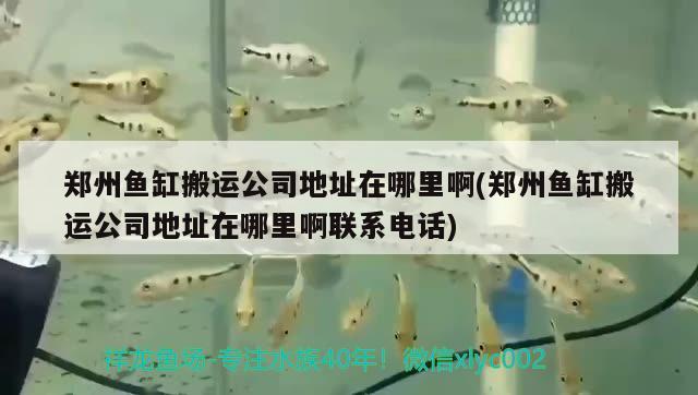 鄭州魚缸搬運公司地址在哪里啊(鄭州魚缸搬運公司地址在哪里啊聯(lián)系電話)