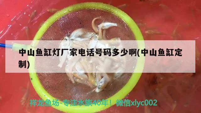 中山魚缸燈廠家電話號碼多少啊(中山魚缸定制) 泰國虎魚（泰虎）