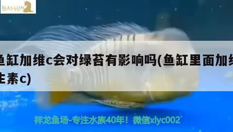 魚缸加維c會對綠苔有影響嗎(魚缸里面加維生素c)