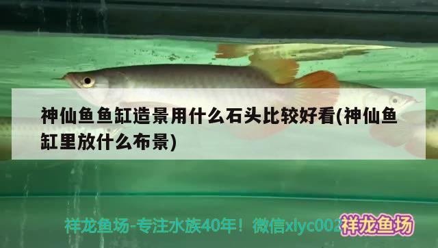 神仙魚魚缸造景用什么石頭比較好看(神仙魚缸里放什么布景) 藍帆三間魚