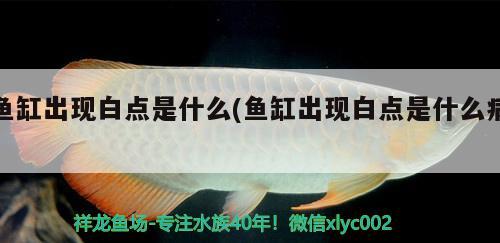 魚缸出現(xiàn)白點是什么(魚缸出現(xiàn)白點是什么病)