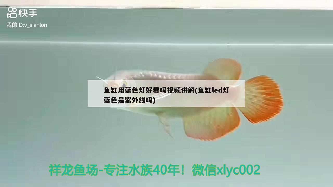 魚缸用藍色燈好看嗎視頻講解(魚缸led燈藍色是紫外線嗎)