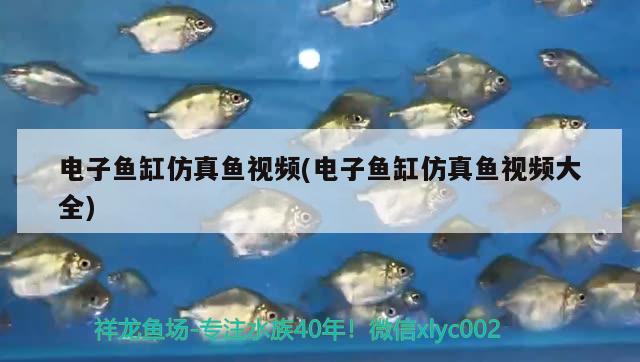 電子魚缸仿真魚視頻(電子魚缸仿真魚視頻大全)