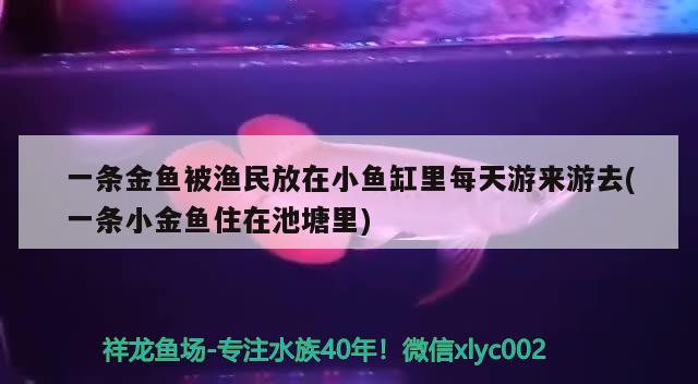 一條金魚被漁民放在小魚缸里每天游來游去(一條小金魚住在池塘里)