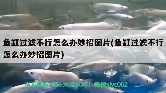 魚缸過濾不行怎么辦妙招圖片(魚缸過濾不行怎么辦妙招圖片) 虎魚百科