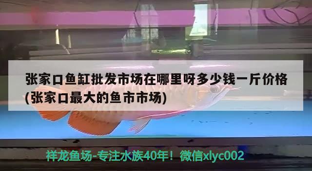 張家口魚缸批發(fā)市場在哪里呀多少錢一斤價(jià)格(張家口最大的魚市市場) 海象魚