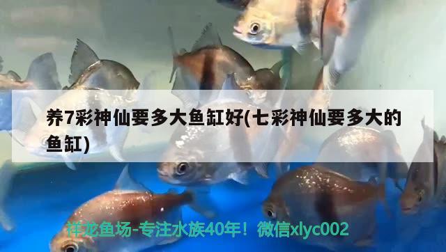 養(yǎng)7彩神仙要多大魚缸好(七彩神仙要多大的魚缸)