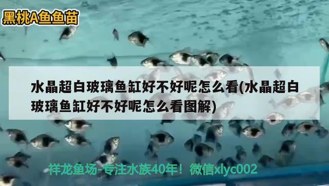 水晶超白玻璃魚缸好不好呢怎么看(水晶超白玻璃魚缸好不好呢怎么看圖解)