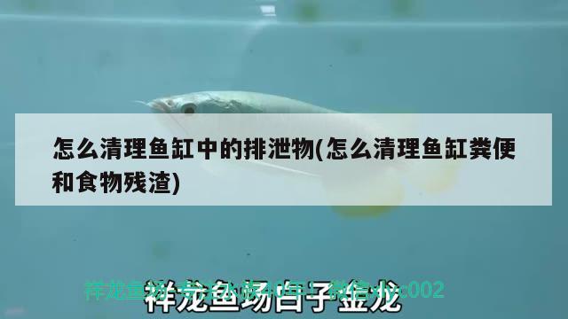 怎么清理魚(yú)缸中的排泄物(怎么清理魚(yú)缸糞便和食物殘?jiān)? 黑桃A魚(yú)