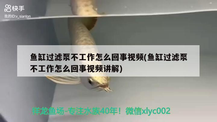 魚缸過濾泵不工作怎么回事視頻(魚缸過濾泵不工作怎么回事視頻講解) 過背金龍魚