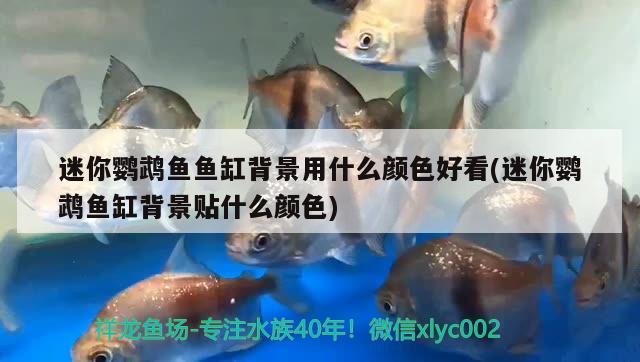 迷你鸚鵡魚魚缸背景用什么顏色好看(迷你鸚鵡魚缸背景貼什么顏色) 鸚鵡魚