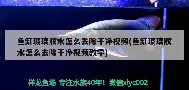 魚缸玻璃膠水怎么去除干凈視頻(魚缸玻璃膠水怎么去除干凈視頻教學(xué)) 白子紅龍魚