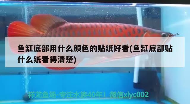 魚(yú)缸底部用什么顏色的貼紙好看(魚(yú)缸底部貼什么紙看得清楚) 白化巴西龜（白巴）