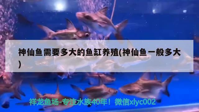 神仙魚需要多大的魚缸養(yǎng)殖(神仙魚一般多大) 黃金達(dá)摩魚