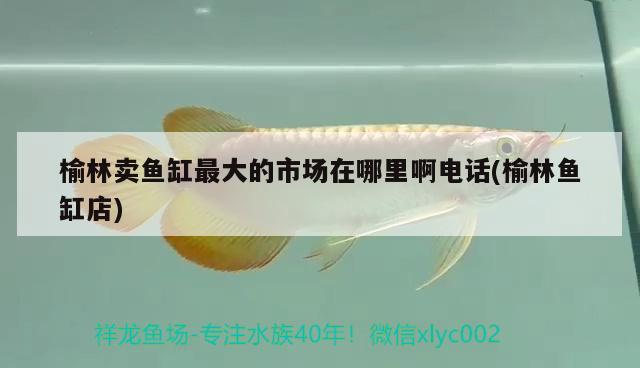 榆林賣魚缸最大的市場在哪里啊電話(榆林魚缸店) 小型觀賞魚