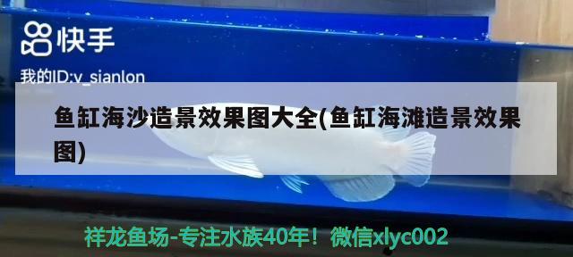 魚缸海沙造景效果圖大全(魚缸海灘造景效果圖) 紅勾銀版魚 第2張