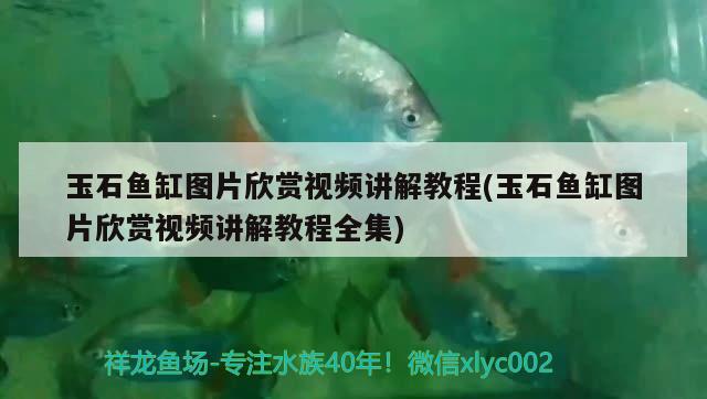 玉石魚缸圖片欣賞視頻講解教程(玉石魚缸圖片欣賞視頻講解教程全集)