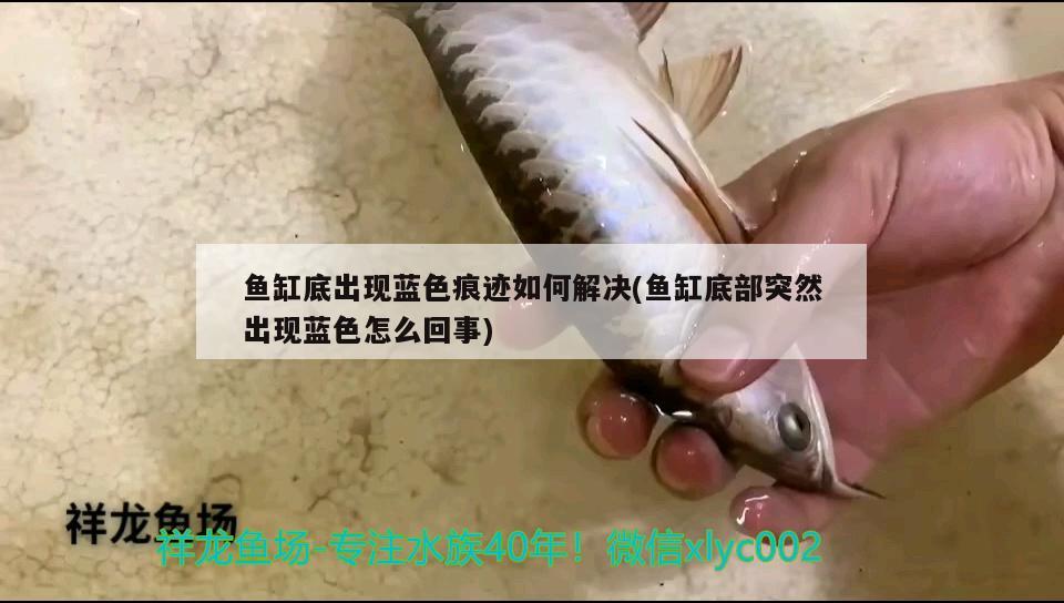 魚缸底出現(xiàn)藍(lán)色痕跡如何解決(魚缸底部突然出現(xiàn)藍(lán)色怎么回事)