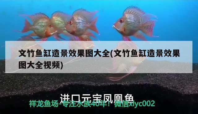 文竹魚缸造景效果圖大全(文竹魚缸造景效果圖大全視頻) 水草